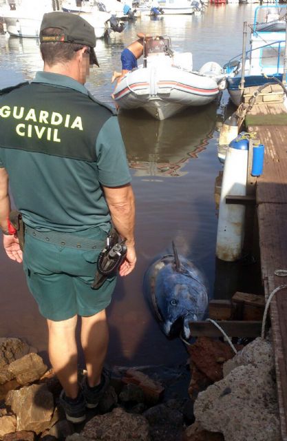 La Guardia Civil decomisa en Portman un atún rojo de 158 kilos capturado ilícitamente