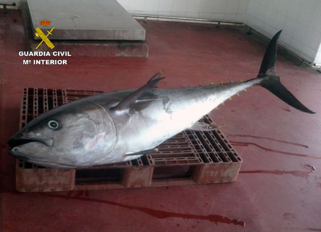 La Guardia Civil decomisa en Portman un atún rojo de 75 kilos capturado ilícitamente