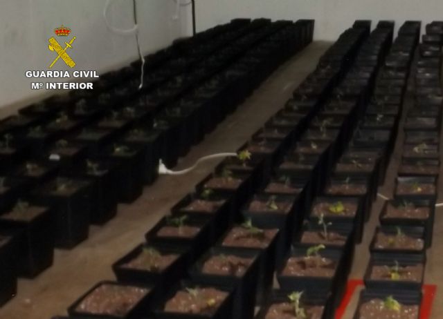 La Guardia Civil desmantela un grupo delictivo dedicado al cultivo ilícito de marihuana en La Unión